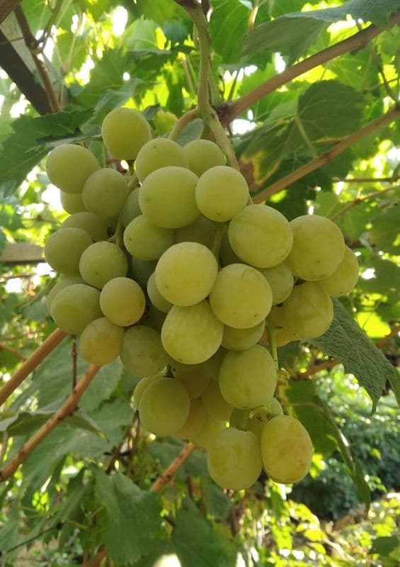 Виноград Шейн-Мускат вес