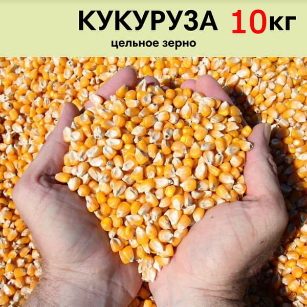 Кукуруза вес
