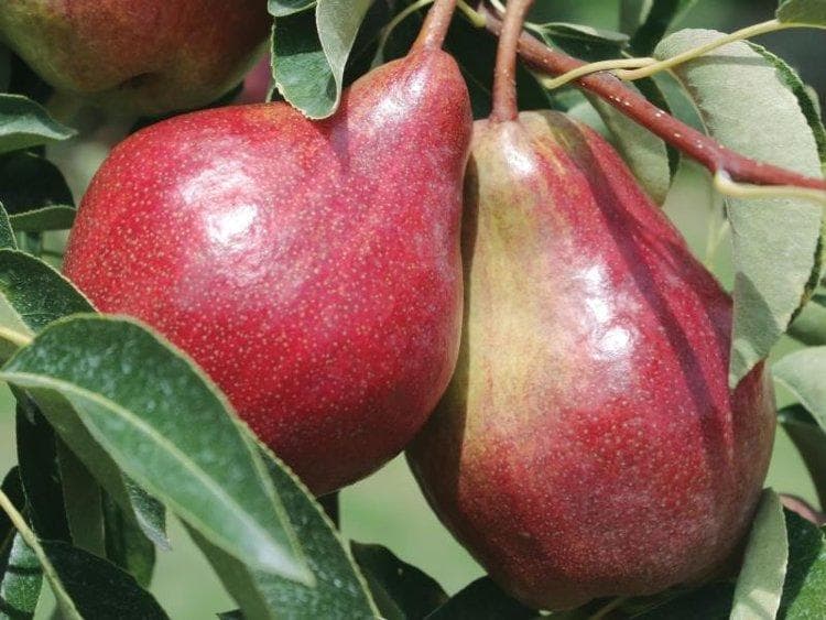 Груша Аргентина красная вес